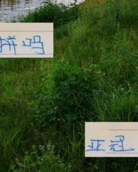 kaiyun-成都明确亚冠比赛不设定目标 压力轮到申花了 冲刺阶段会死拼吗