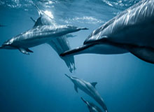 开云-梁伟铿/王昶夺得印度羽毛球公开赛男双冠军